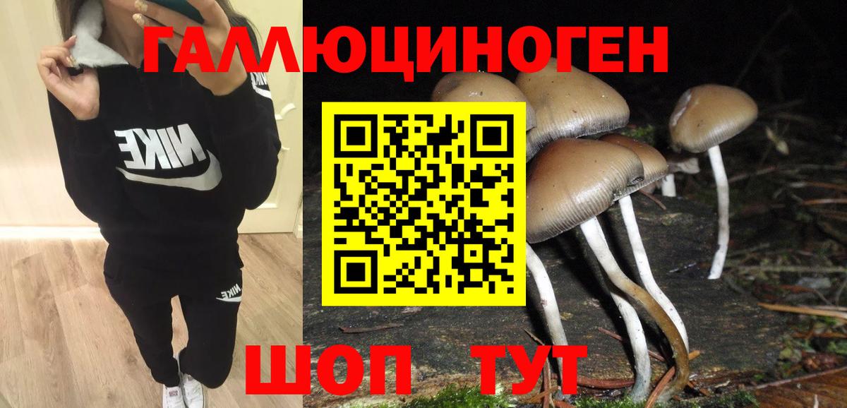 Галлюциногенные грибы Psilocybe Краснокамск